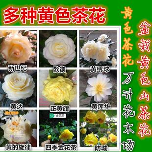 黄绣球茶花 黄色茶花 彩黄 黄莲华澳洲黄黄的旋律金丝苏绣
