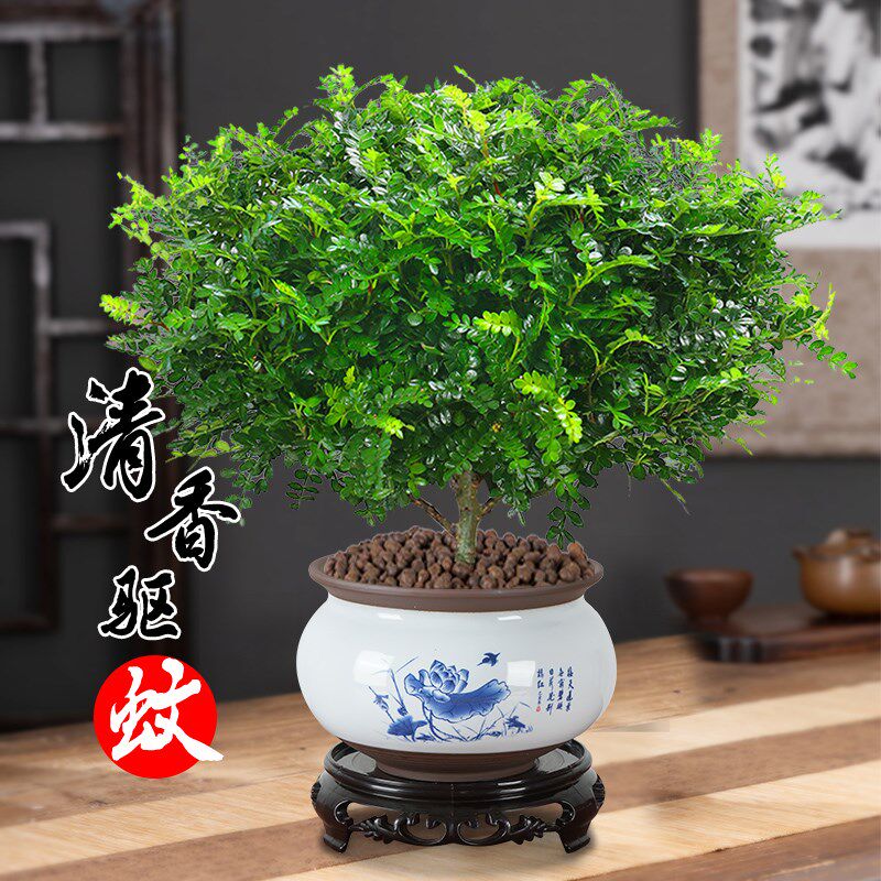清香胡椒木盆栽客厅室内办公x室绿植盆景好养庭院植物精致美观绿
