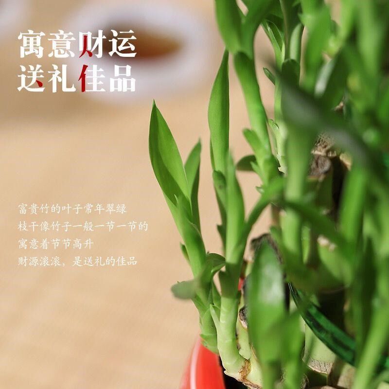 节节高富贵竹盆栽竹塔开运竹水培植物办公室绿Q植水养桌面竹子盆