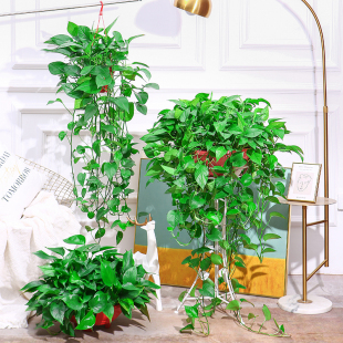 大盆绿萝盆栽长藤垂吊室内除甲醛净化空气水培大叶绿植花卉爬藤款