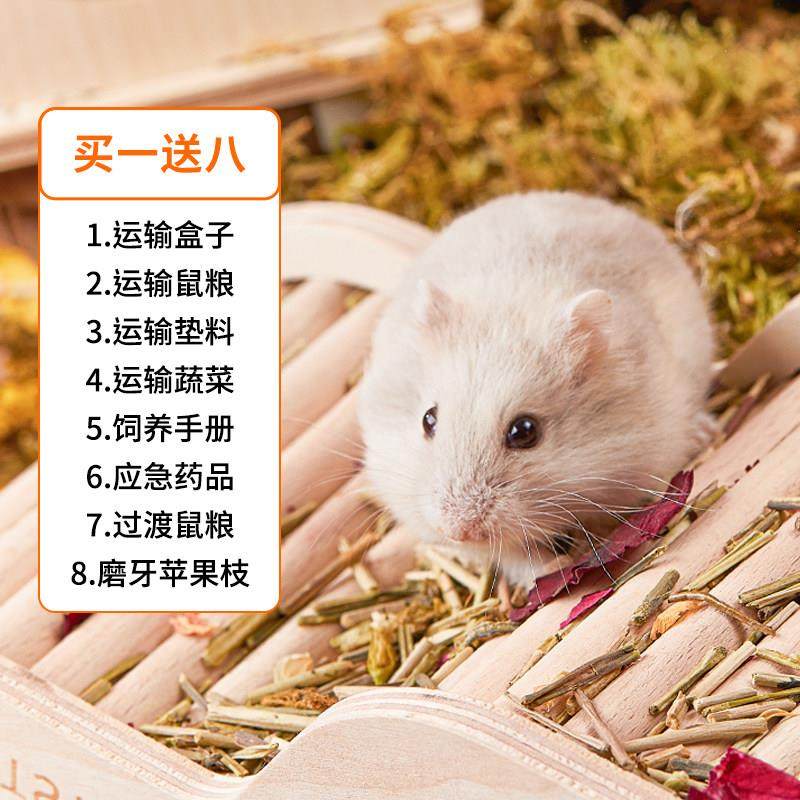 家养小仓鼠活物送笼子奶茶三线紫仓银狐金狐布丁金丝熊活体,宠物/宠物食品及用品,笼子,淘宝优惠券,粉丝福利购,淘宝优惠卷