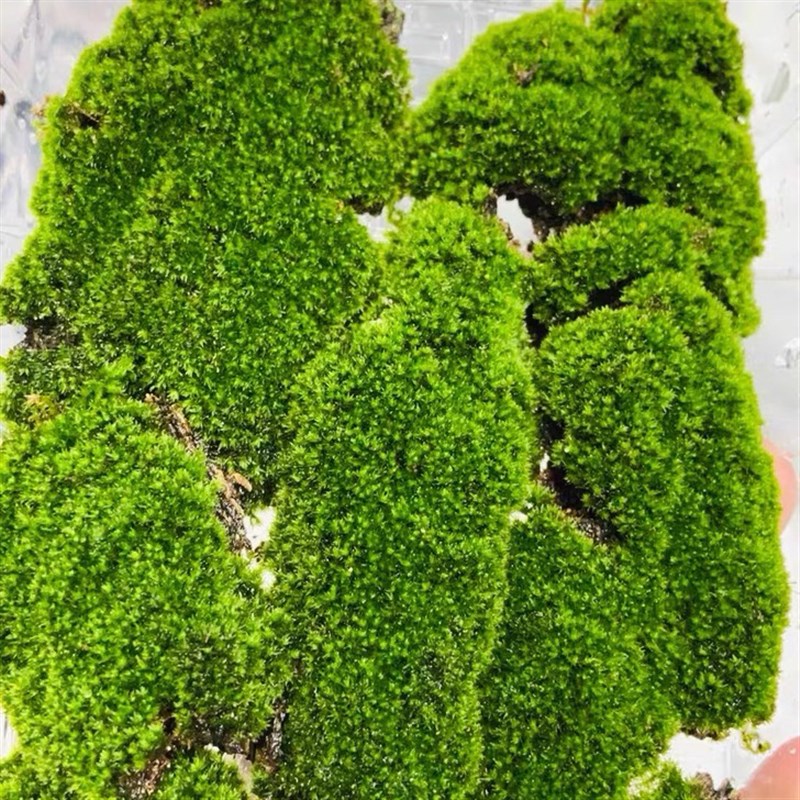 鲜活苔藓微景观盆景盆栽水陆缸造景青苔植物假山草.diy材料