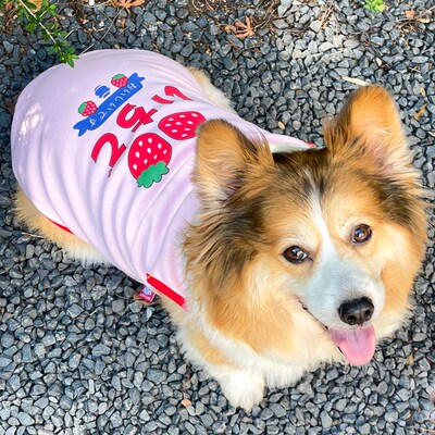 宠物秋冬新款加厚保暖背心柯基泰A迪比熊中小型犬2024可爱狗狗衣