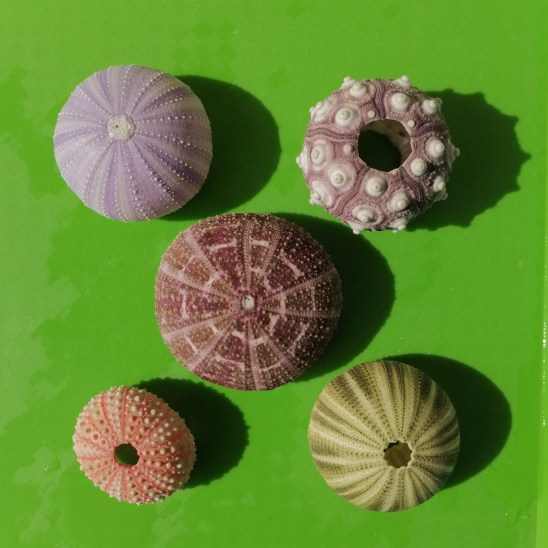 天然海胆壳套餐 园艺用品DIY摆件礼物空气凤梨底座新奇创意灯罩