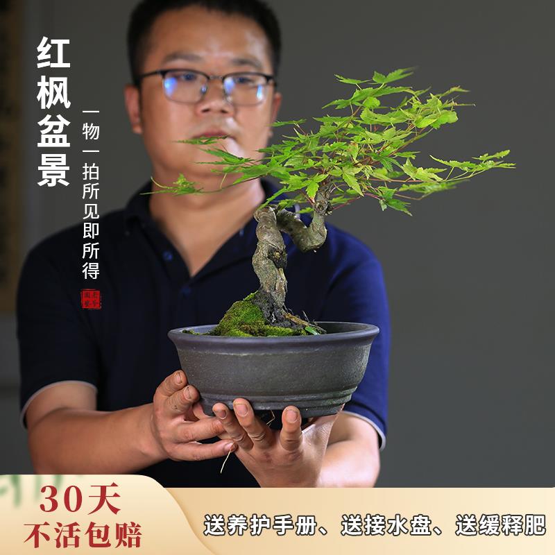 红枫盆栽一物一拍室内桌面彩叶真植物茶室客厅好养红叶四季常绿植