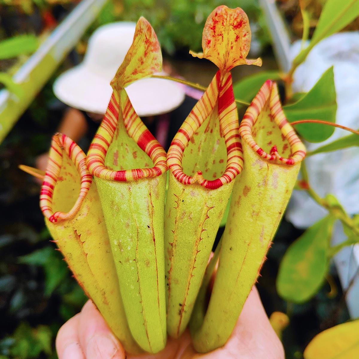 红斑猪笼草小虫草堂食虫植物苗盆栽盆景花卉食虫草驱蚊草捕虫草