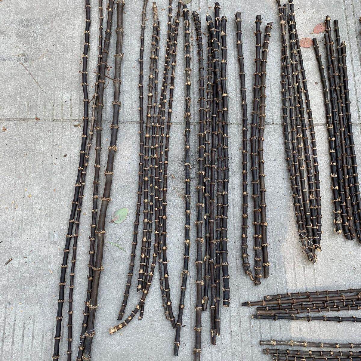 紫竹鞭实心紫竹根藤竹节烟斗柄原耗材料手持溪流抄网diy黑竹子根