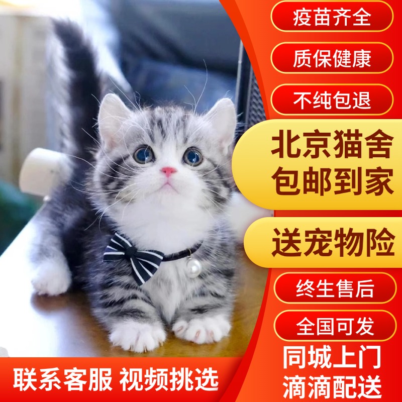 【北京猫舍】纯种美短猫活体虎斑猫矮脚猫折耳小猫活物起司猫