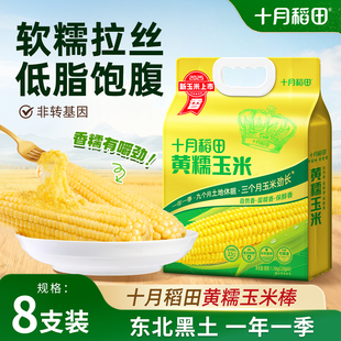 25年新玉米十月稻田黄糯玉米东北大棒玉米低脂新鲜真空装 粘黏苞米