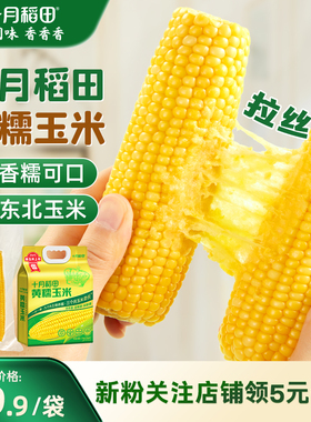 25年新玉米十月稻田黄糯玉米白黑糯玉米低脂早餐东北苞米真空旗舰