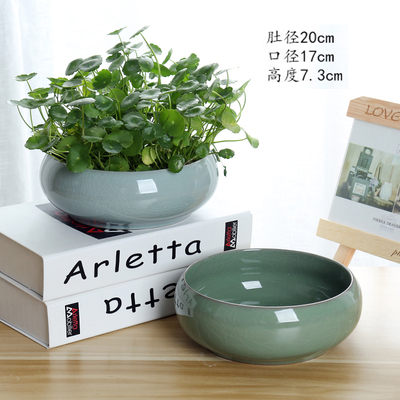 铜钱草水培e植物办公室桌面盆栽草花卉室内水养好养绿植保成活爆