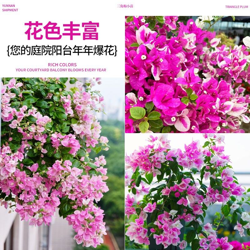 漳红樱三角梅大苗盆栽带r花绿樱带花四季开花庭院阳台爬藤植物耐,鲜花速递/花卉仿真/绿植园艺,造型盆景,淘宝优惠券,粉丝福利购,淘宝优惠卷
