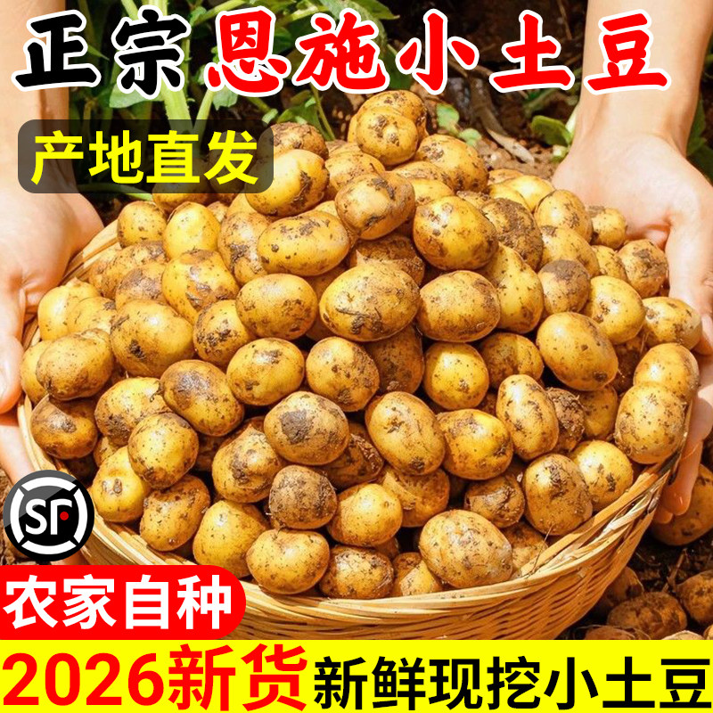 正宗恩施小土豆现挖湖北新鲜黄心土豆当季蔬菜整箱迷你马铃薯洋芋