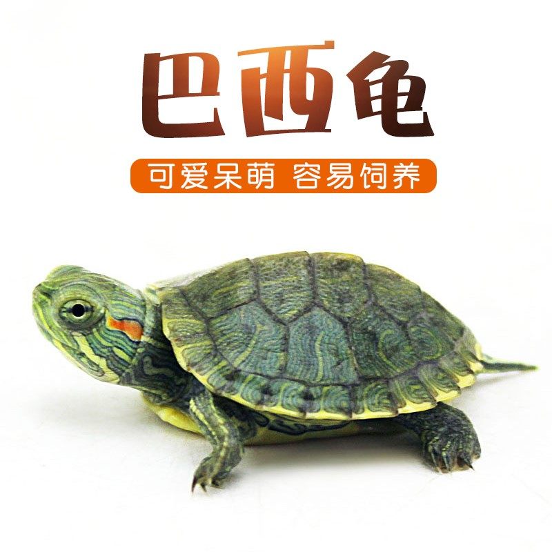 小王八家养观赏爬宠耐活宿舍宠物乌龟水培水族淡水易活网红活物