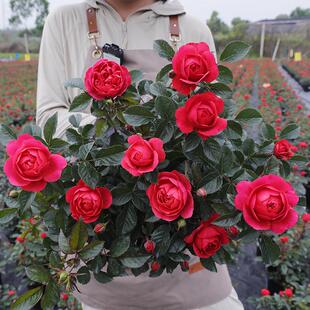 惠惠的花园微月 绝色果汁 红色月季花耐热耐雨淋阳台庭院盆栽花苗