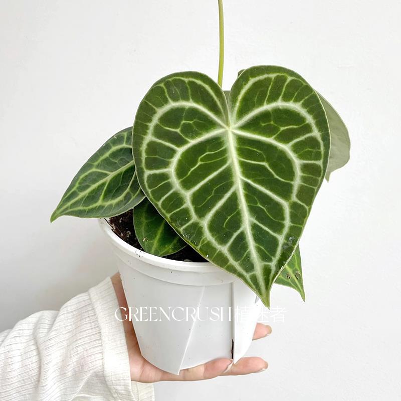 密纹克莱恩水晶花烛帝王观叶热带植物阳台盆栽绿大型叶片好养植迷