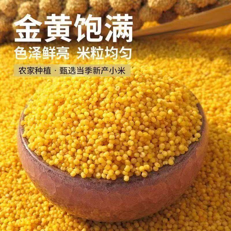小米新鲜正宗黄农家五谷