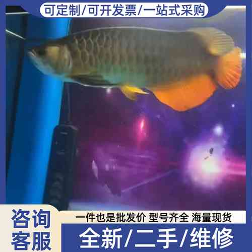 议价过背金龙鱼，养了四年多了，PCB电路板/印刷线