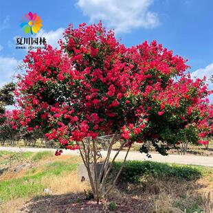 丛生紫薇树苗盆栽丛生紫薇花苗庭院绿化种植大型紫薇造型树风景树