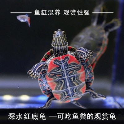 东锦龟西锦龟深水冷水龟乌龟活物大个陆养乌龟适合家养的乌龟观赏