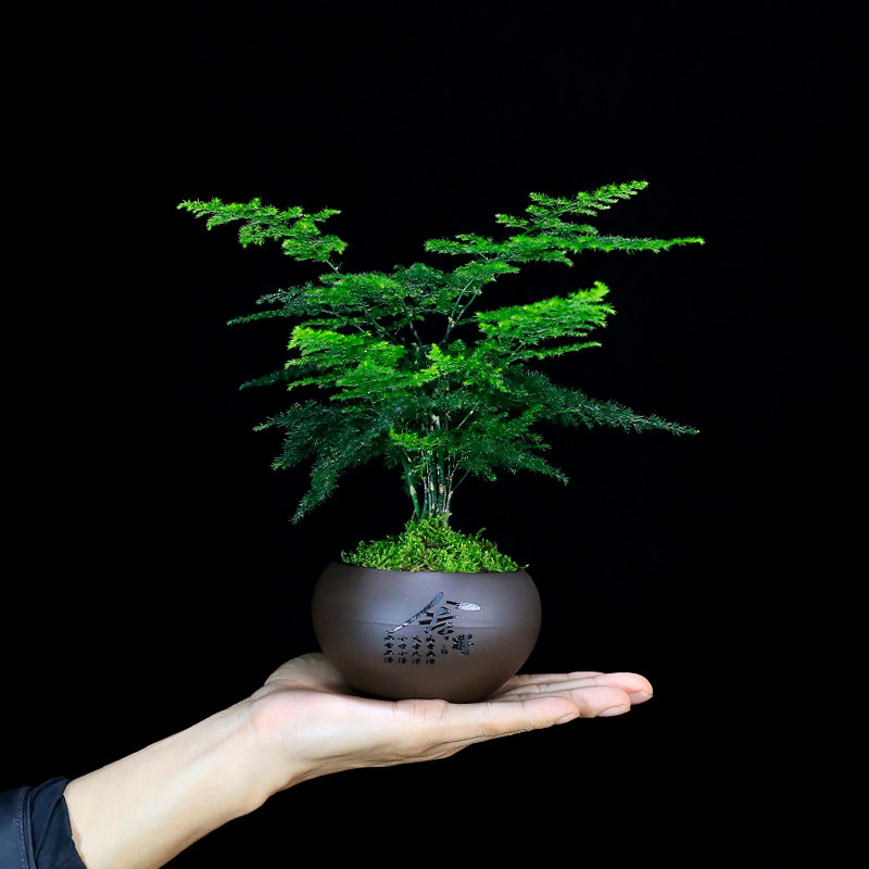 矮化文竹盆栽室内植物客厅办公室茶几桌面小绿植中式禅意云竹盆景