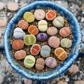 生石花多肉植物桌面盆栽PP花屁股水培花卉吸辐射超大石头花屁股花