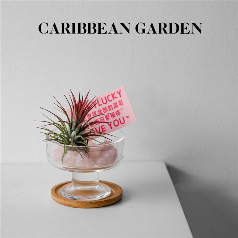 加勒比花园 空气凤梨 无土栽培趣味植物 办公室绿植 创意圣诞礼物
