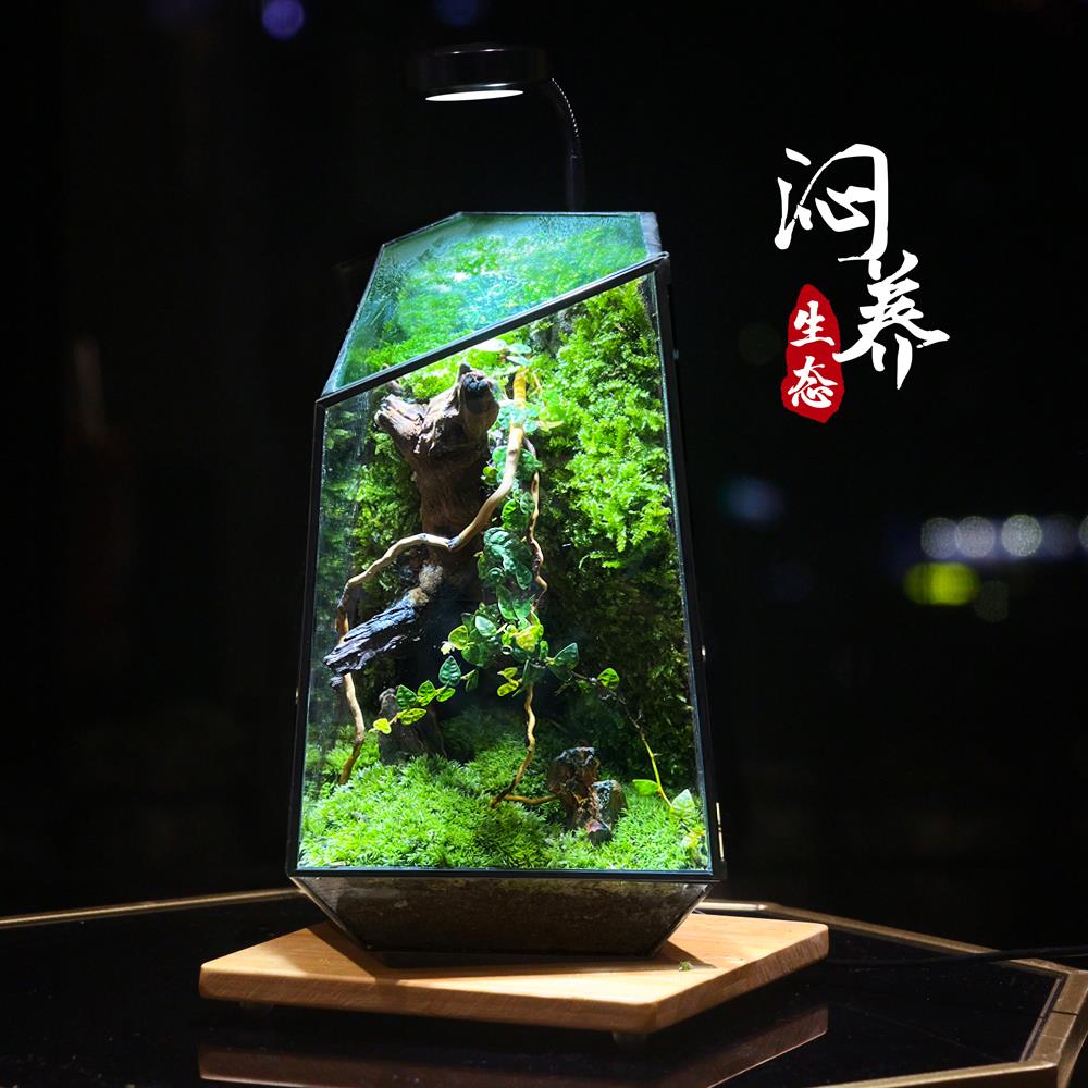 网红创意桌面苔藓微景观成品盆景好养鲜活绿植生态瓶生日礼物盆栽