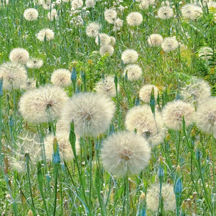 巨花蒲公英种子150粒 巨型黄花婆罗门参花籽室外花园花境春秋季播