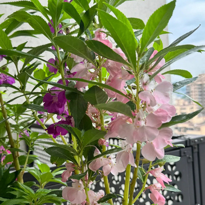 凤仙花种子100粒指甲花种籽
