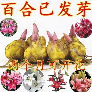 进口百合多头香水百合种球带牙耐寒四季盆栽室内外花卉郁金香种球