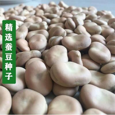 白皮蚕豆种子罗汉豆小粒小胡豆种子日本进口高产耐寒秋冬蔬菜种子