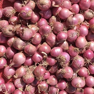 东北毛葱头大头蘸酱小菜辣无绿叶鲜嫩新鲜鬼葱头蔬菜特色农产品