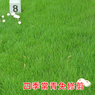 矮生百慕大草籽四季耐践踏绿化耐寒耐旱免修剪草皮草籽草坪种子孑