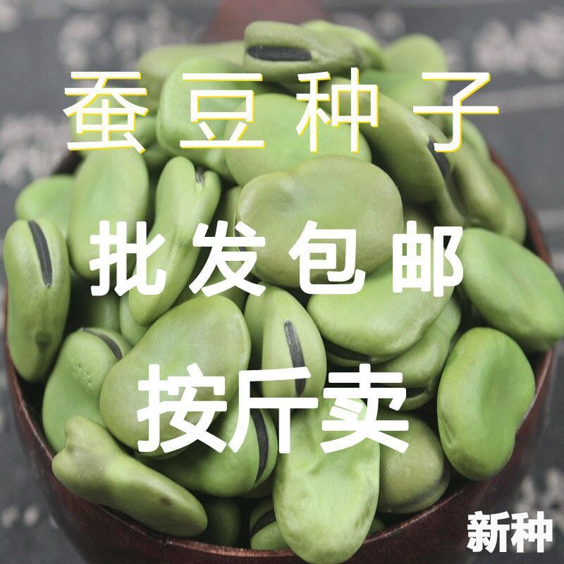 新货蚕豆种子批发按斤小粒绿皮北家庭园艺种子