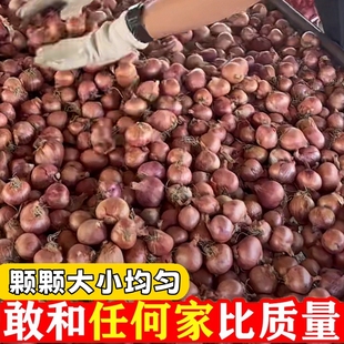 新货正宗东北小毛葱圆葱农家自种无公害小洋葱毛葱头鬼子葱油整箱