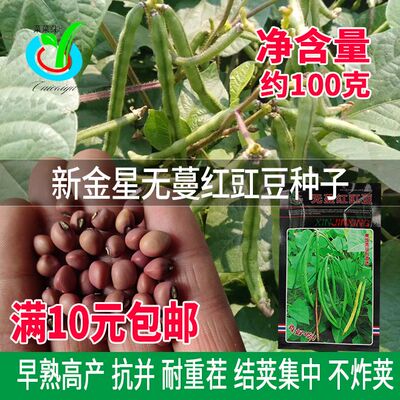 新金星无蔓红豇豆种子 菜园庭院姜豆江豆种籽 地豆不搭架蔬菜种孑