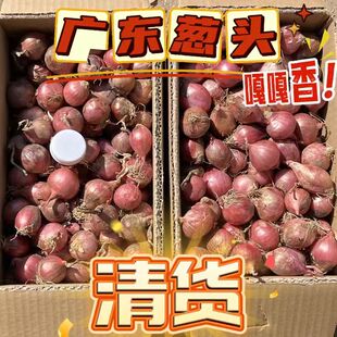 广东农家圆葱头红葱头熬油小毛葱圆葱珠葱小洋葱鬼子葱餐饮佐料