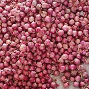 东北毛葱笨毛葱纯毛葱2025新葱中号毛葱洋葱毛葱头红葱头珠葱