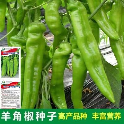 大羊角椒种子辣椒种子青椒菜农大田种植青红辣椒种子阳台蔬菜种子