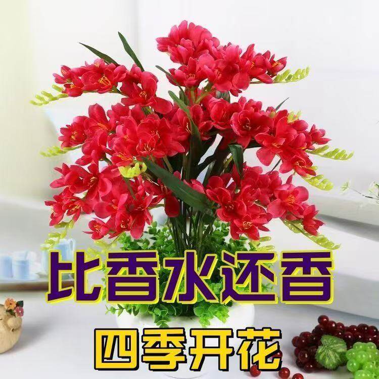 【十里飘香】懒人新品清香玉球根家庭园艺种子