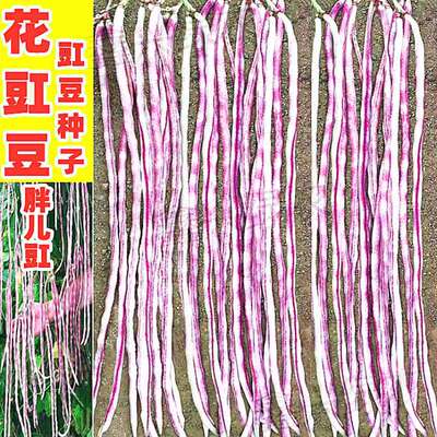 花豇豆种子胖儿豇江豆种籽长豆角种籽架豆四川春秋季田园蔬菜种孑