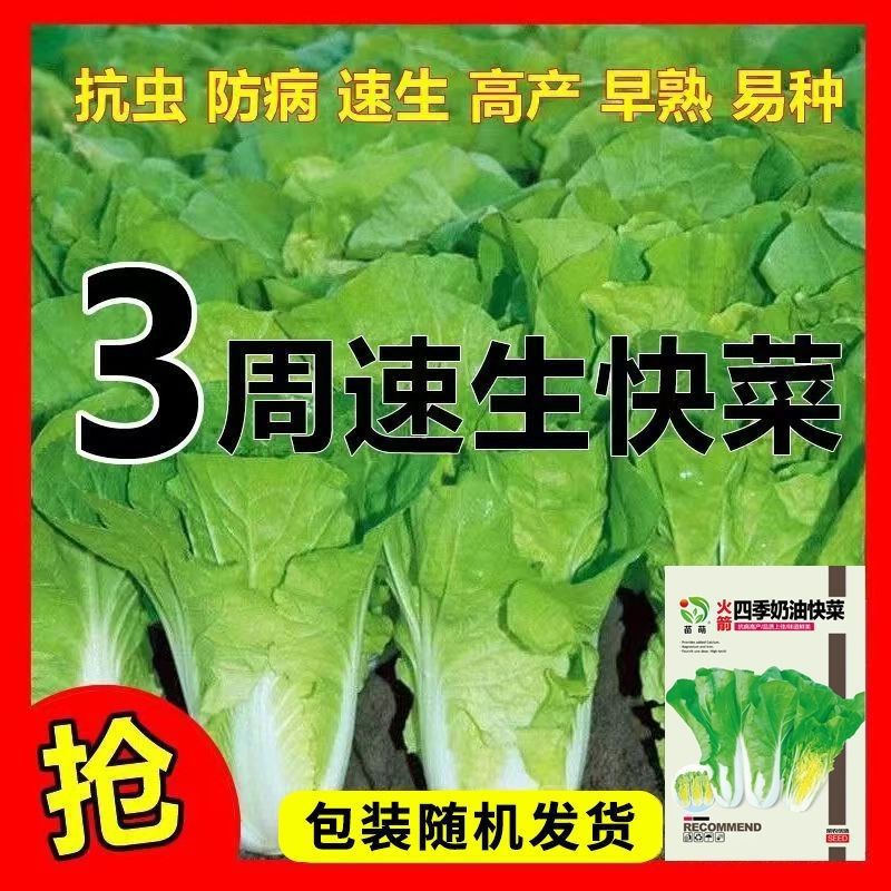 奶油快菜种子奶油小白菜籽四季种20天快菜阳台四季绿色蔬菜种子籽