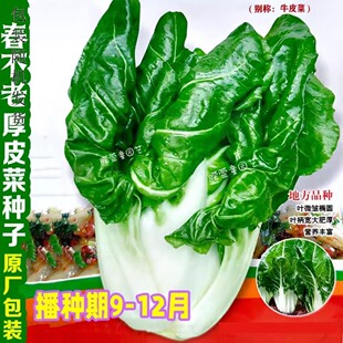四季牛皮菜 厚皮菜种籽根达菜种子 四川牛皮菜种籽大叶白牛皮菜种
