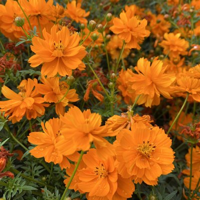 硫化菊种子黄波斯菊花种子黄秋英花籽 硫华菊种子四季易种 耐贫瘠