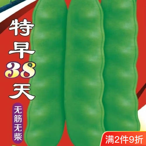 特早38天豆角种子无筋无柴高产油豆角超宽搭架架豆角爬架四季早熟