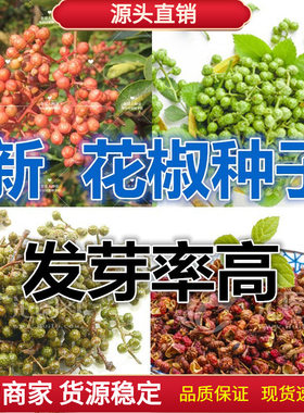 四川花椒树种子 正宗大红袍花椒种子 韩城 九叶青花椒 无刺花椒籽