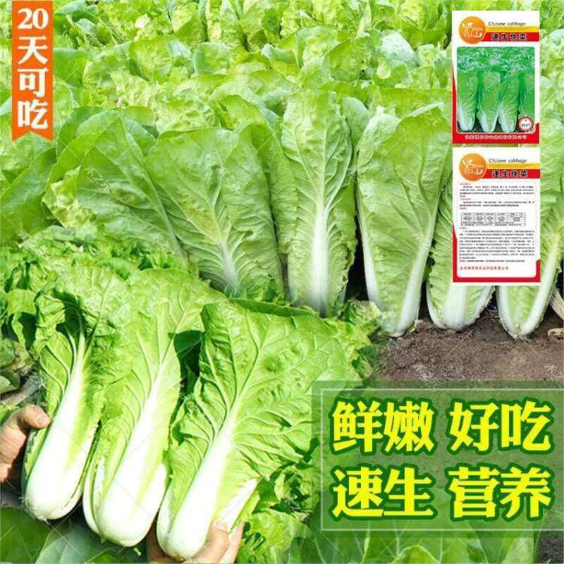 快菜种子20天小白菜耐热奶油小白菜种籽四季播种种子便宜蔬菜