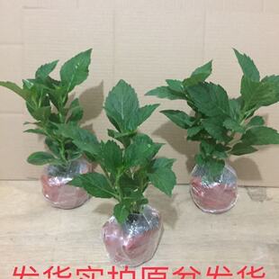 绣球花苗无尽夏大花绣球八仙花室内阳台花盆栽花卉耐寒四季开大花