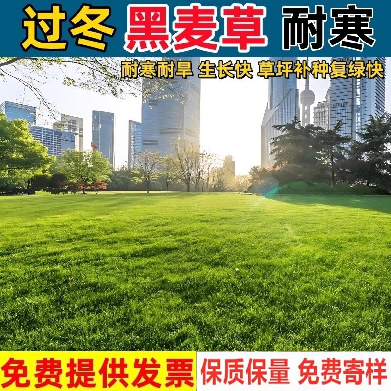 多年生黑麦草种子耐寒四季常青绿化补种护坡固土高羊茅草坪草籽孑
